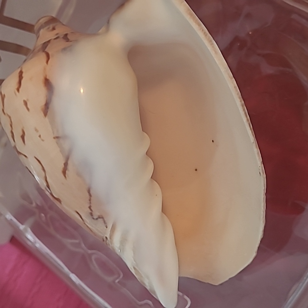Seashells - Picture 6 of 6
